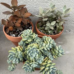 Plants / Succulents 