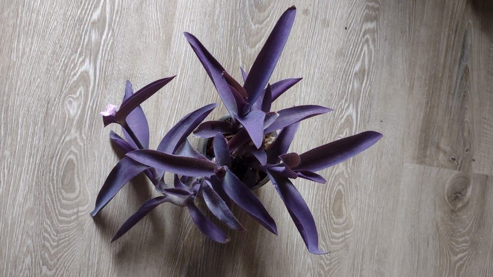 Purple heart plant