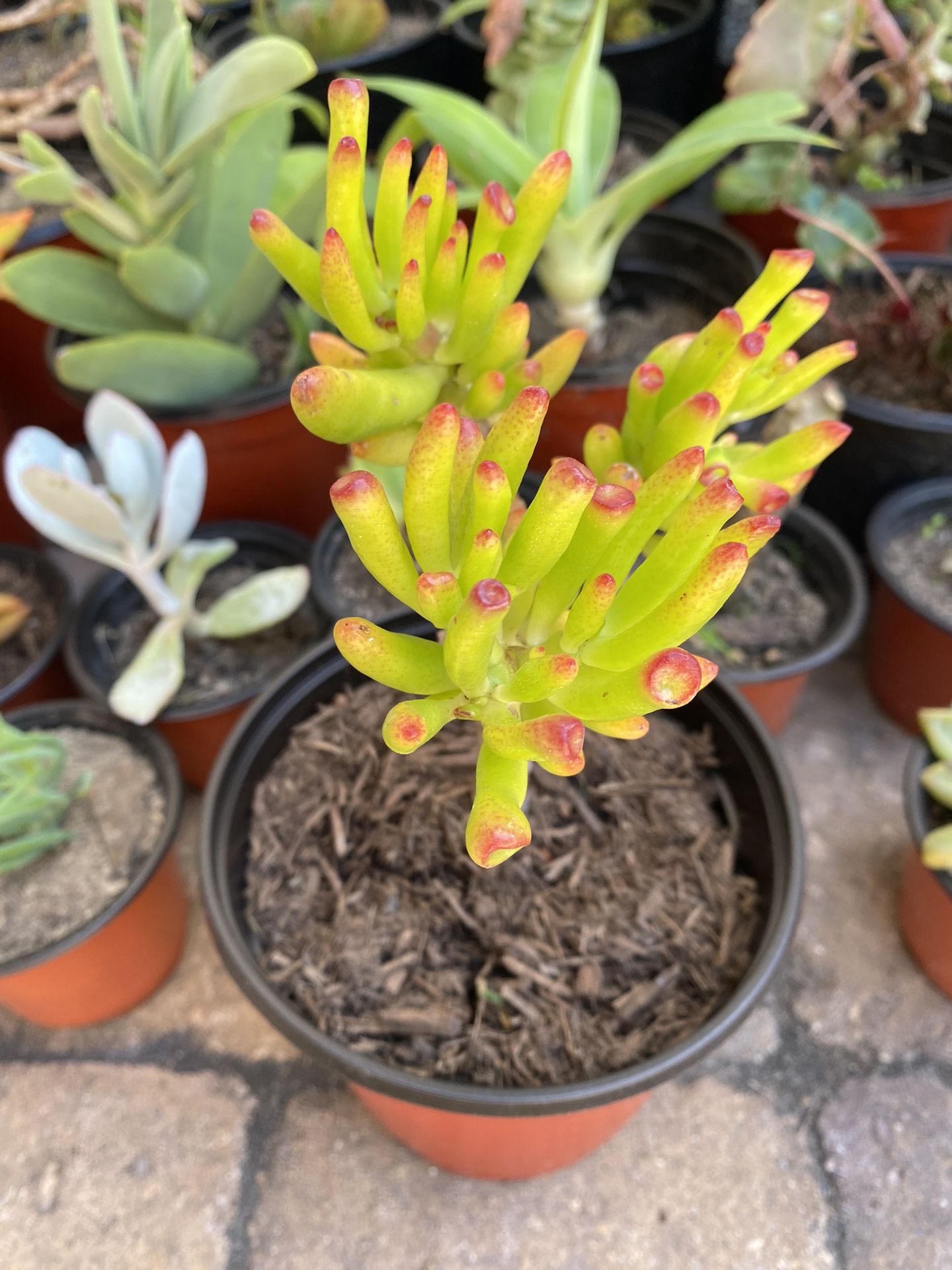 6 Inch Pot Succulent Plant - Jelly Beam Sedum Rubrotictum - rotted starter ready to plant  