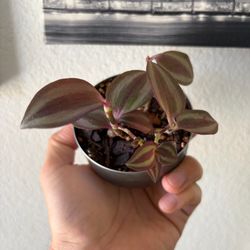 Tradescantia Zebrina in up cycled can