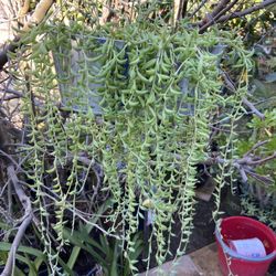 String Of Bananas