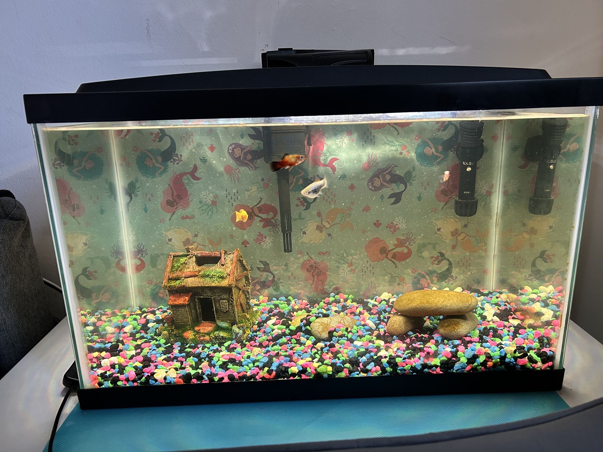 10 Gallon Fish Tank