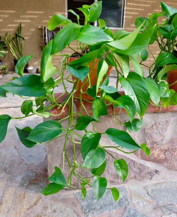 Long pothos plant for Sale in Chula Vista, CA OfferUp
