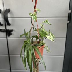 Assortment Of Plants