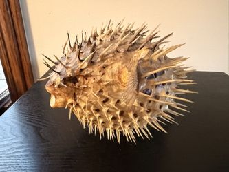 Small Pufferfish Blowfish w/ Spikes Tiki Nautical Bar Decor