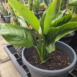 Peace Lilly/Snake Plants 