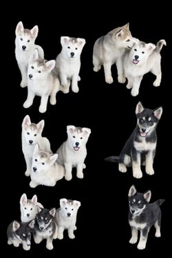 Kennels