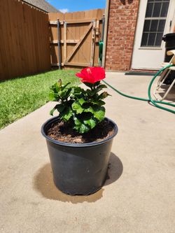 Hibiscus flower plant