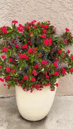 Crown of thorns