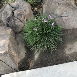 Society Garlic plant one gallon pot $9 each or 2 for $15