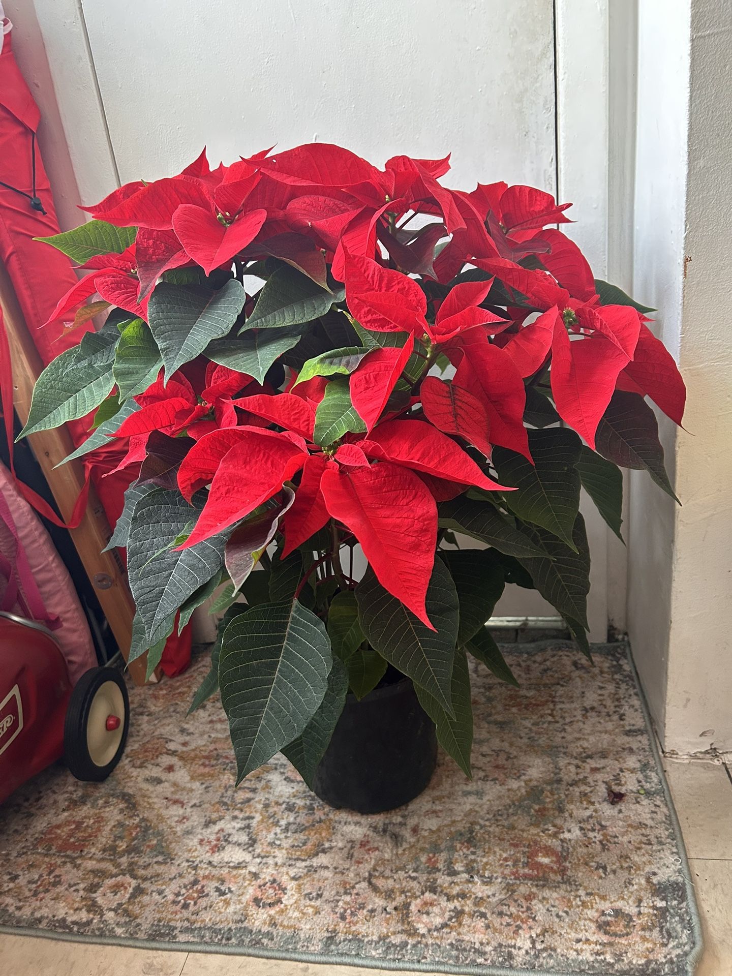 XL Poinsettia Plant read description 