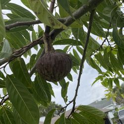 Custard Apple Plants For Sale 