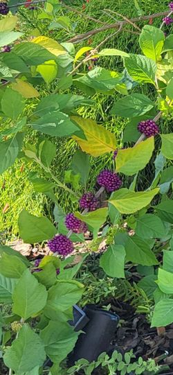 American Beautyberry .