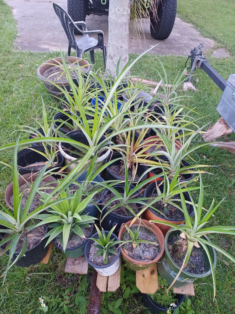 Pineapple Plant's 