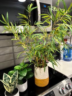 Tall Bamboo-Style Plant in Two-Tone Pot