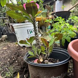 Corona De Cristo/ Thorn of Christ Plant