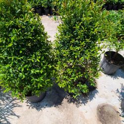 Eugenias En Pino Tree 3gallon 2.5ft Tall