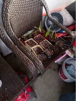 Aloe Vera’s