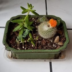 Assorted Succulents & Cacti Arrangement in a Ceramic Planter