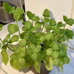 Mexican Mint/Cuban Oregano/Spanish Thyme/Indian Borage Plant
