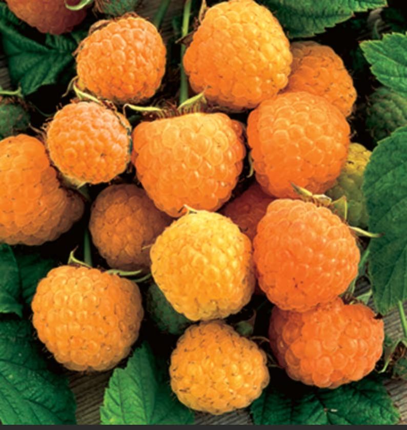 Raspberry Plants