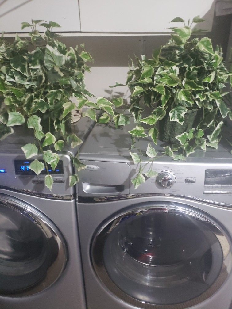 Both Plants