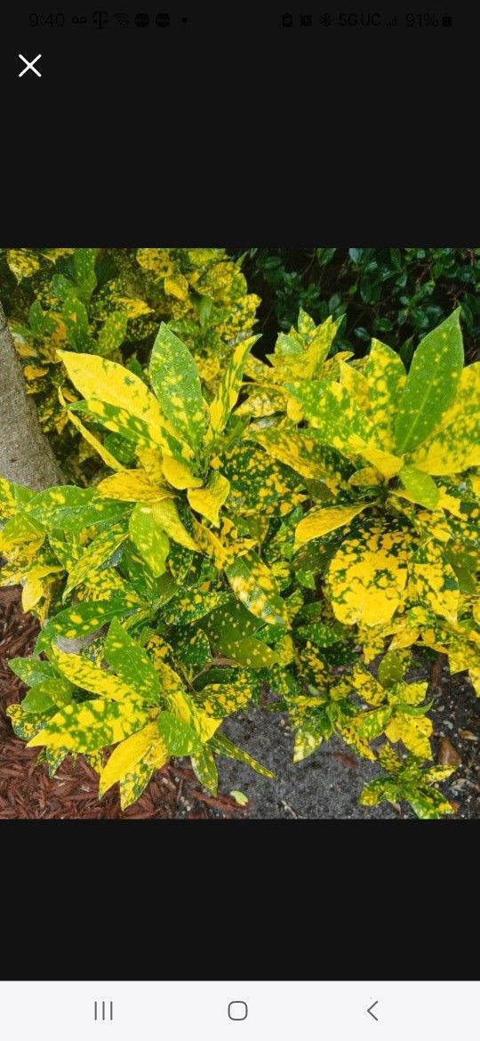 Croton Landscape Plant Potted Plant