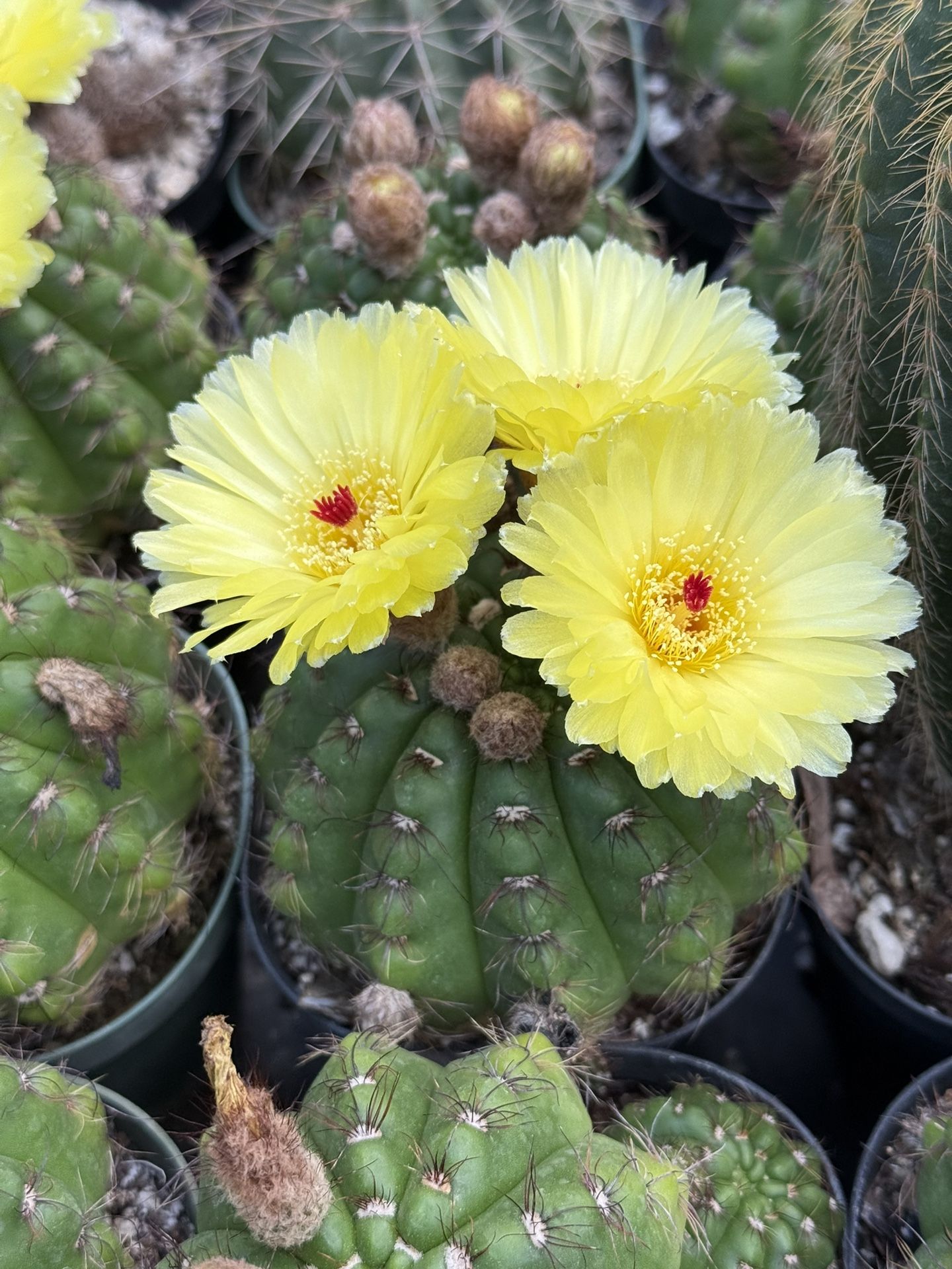 Cactus And Succulents