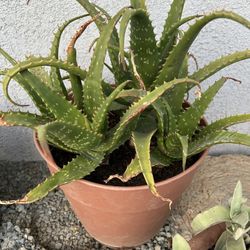 Very Healthy Aloe Vera Plant 