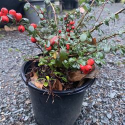 ‘Coral Beauty’ Cotoneaster Perennial Plants