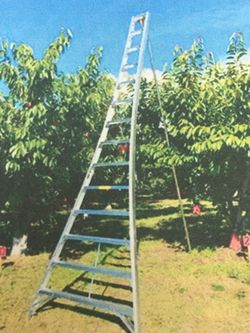 ORCHARD LADDER