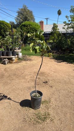 Joualle Rouge Fig Tree 5 gallon