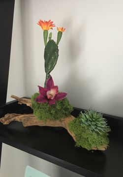 Driftwood cactus/succulent decor
