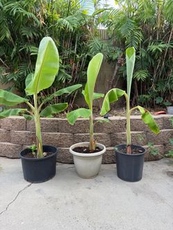 Banana plants