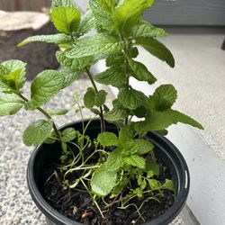 Mint  Plant