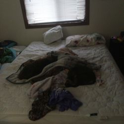 Queen sized Bed Including Frame