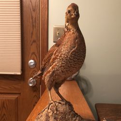 Bob White Quail (mounted Stuffed Bird)