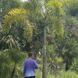 Foxtail Palms