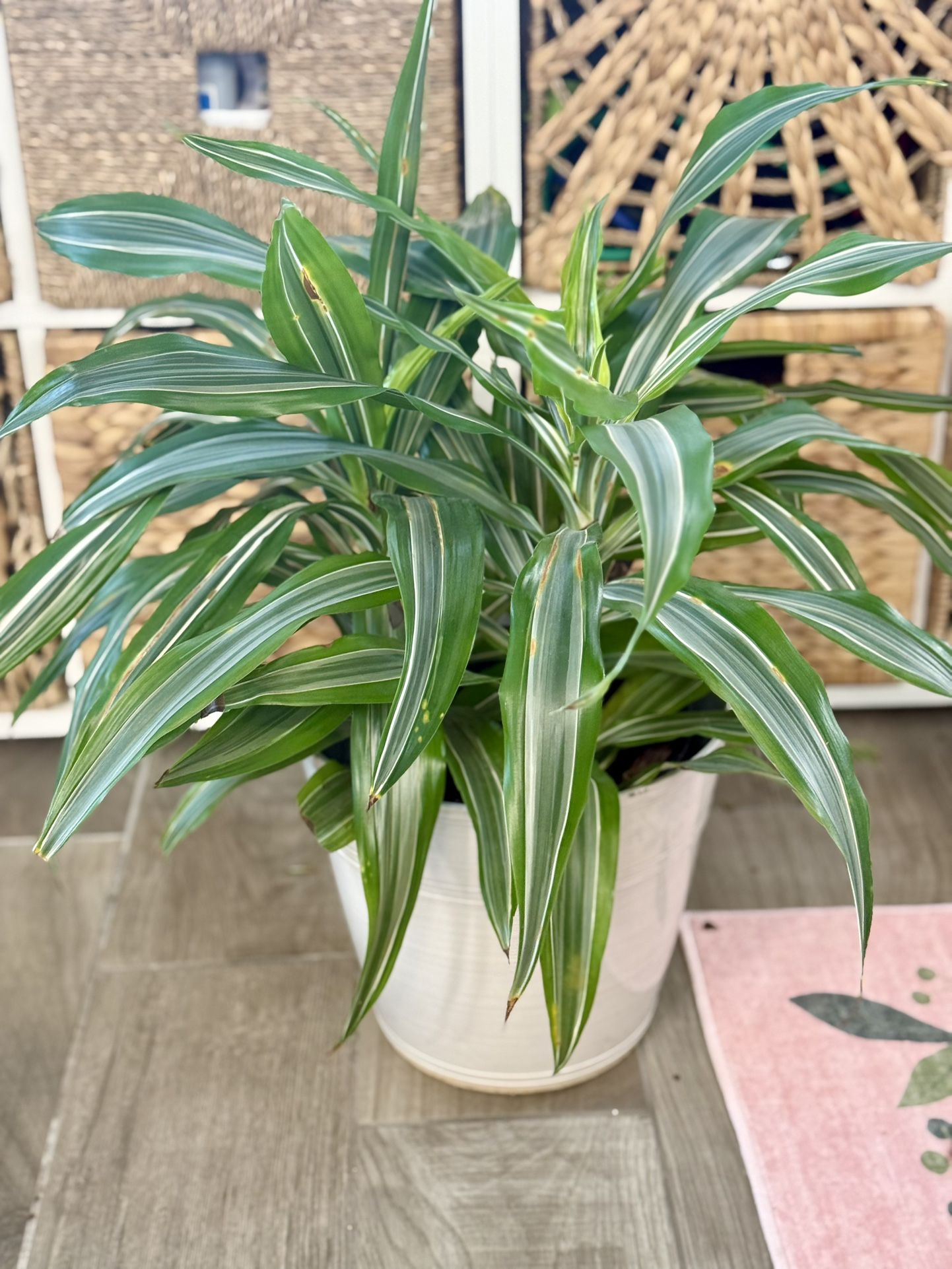 Corn Plant 