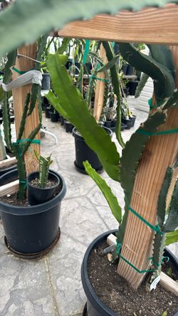 Asunta 5 Dragon Fruit Cutting