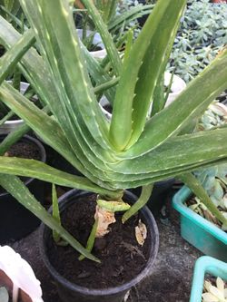 Aloe vera/ sabila