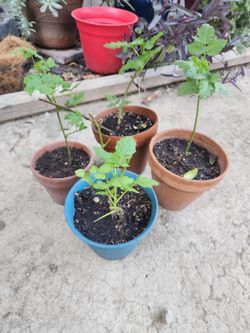 Boysenberry Plant