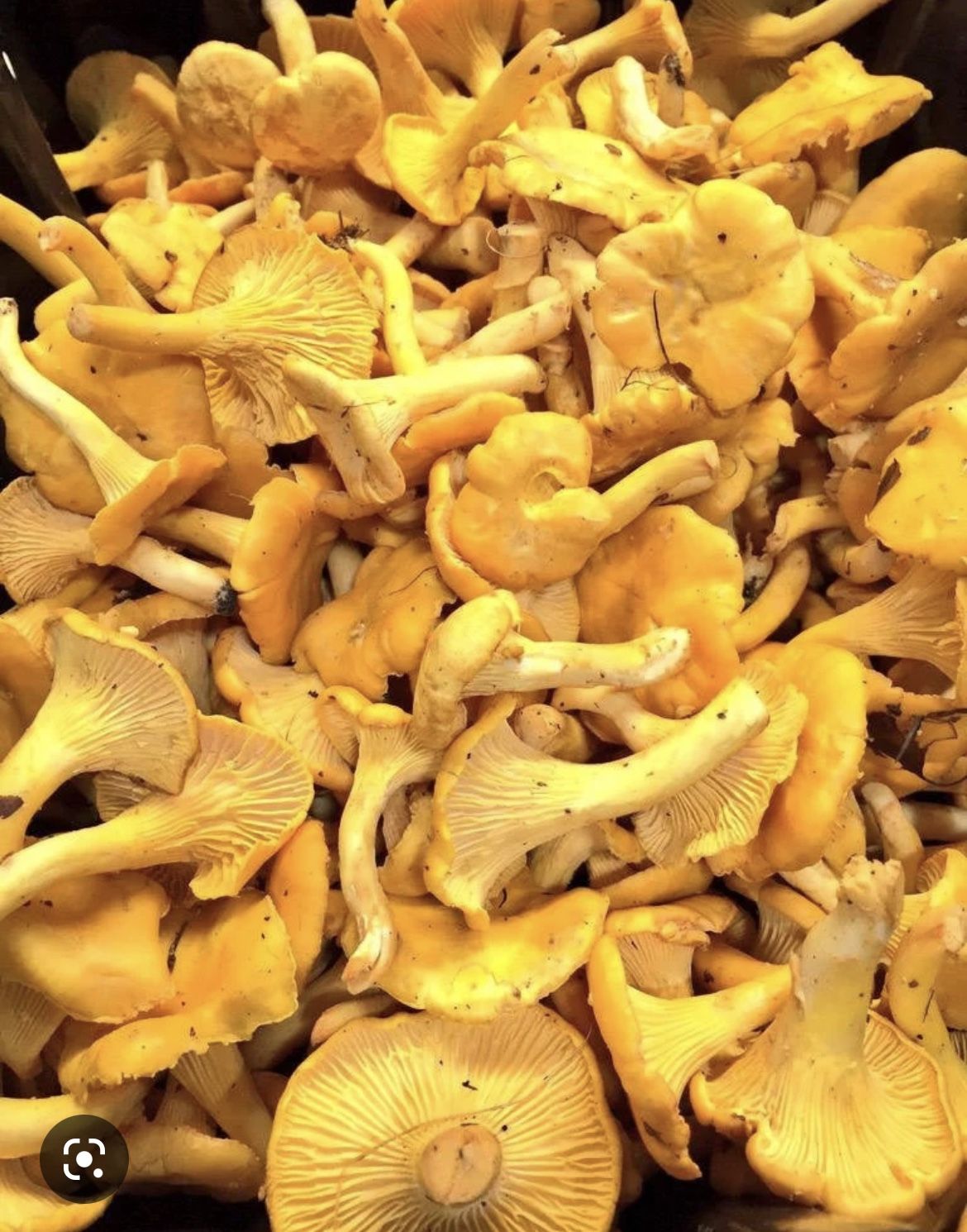 Fresh Mushrooms