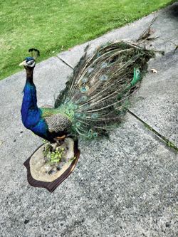 PEACOCK TAXIDERMY BIRD MOUNT