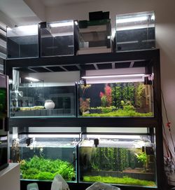 Aquarium rack, 3 tier, douglass fir w steel reinforced open fronts