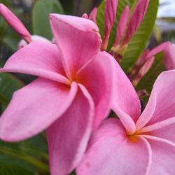 Pink Jack Plumeria Bluming 