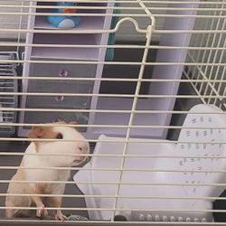 Male Guinea Pig