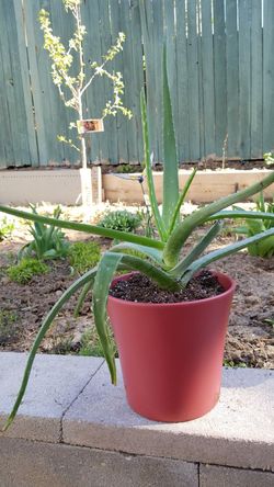 Aloe vera organic