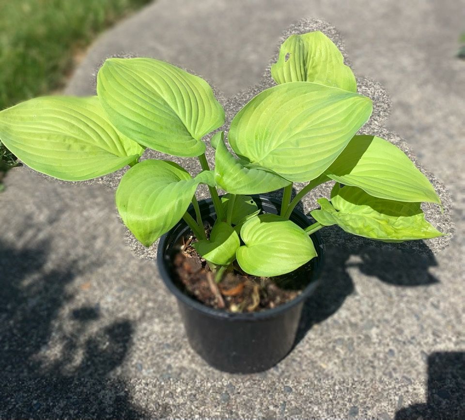 Guacamole Hosta