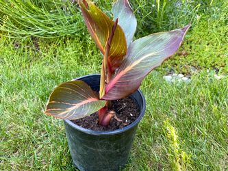 6” Tropicanna canna